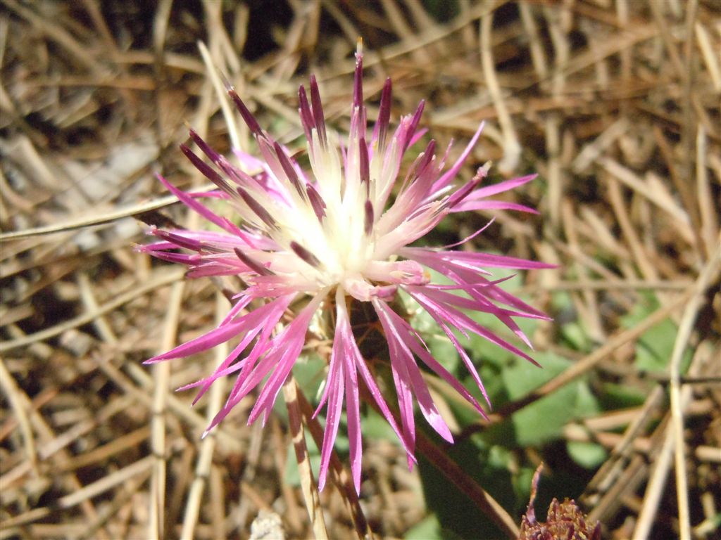 Centaurea sphaerocephala